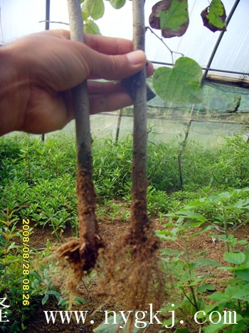浙江荣威植物克隆，粗枝直接育成大苗