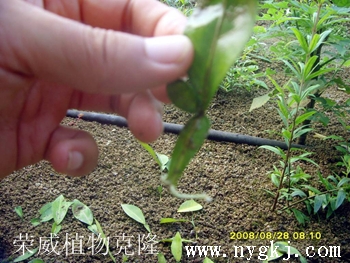 浙江香橼叶片克隆